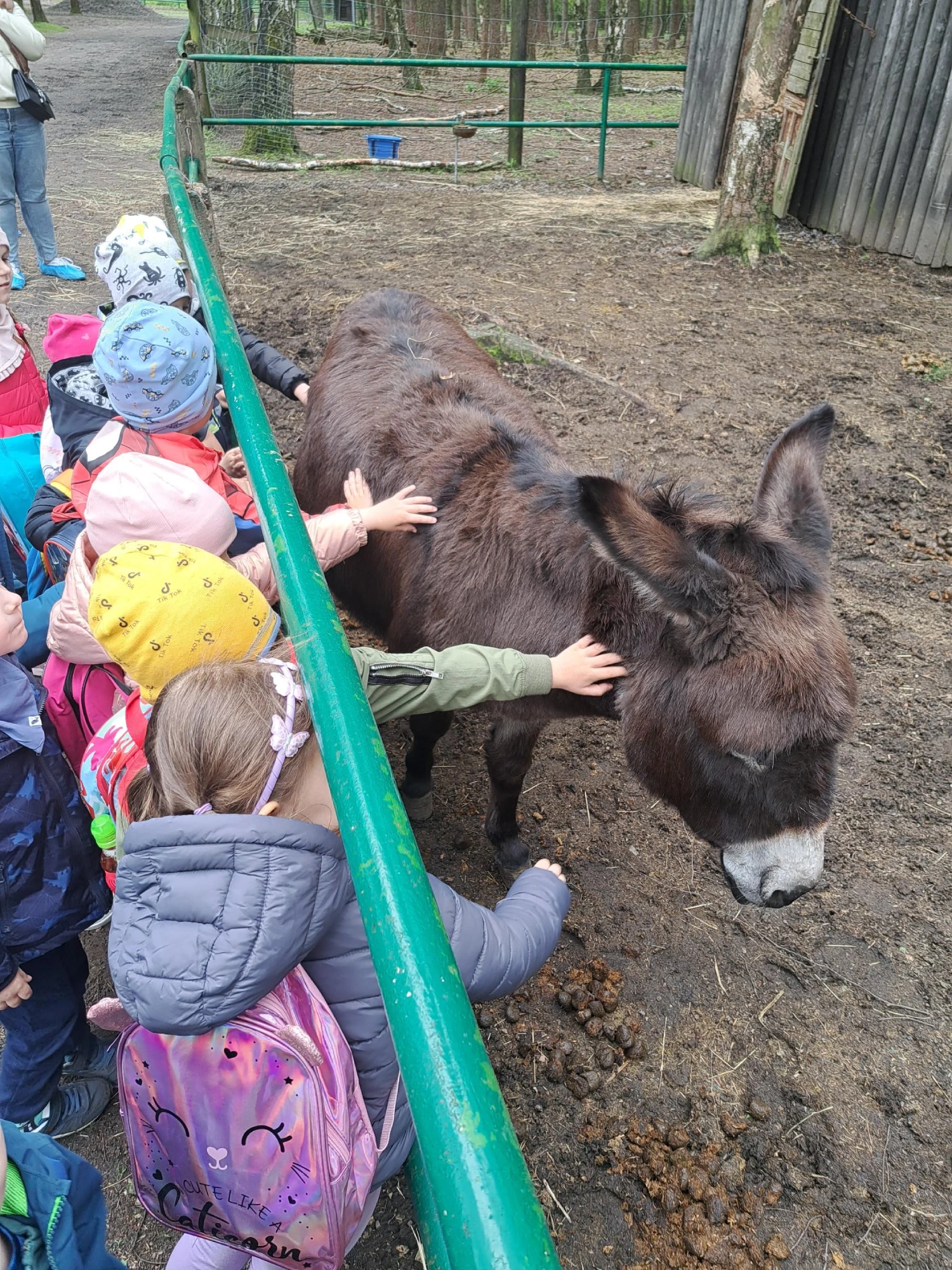 Mini Zoo – kontakt ze zwierzętami